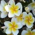 Plumeria ou frangipanier couleurs en mélange réf.744