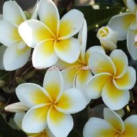 Fleurs de plumeria