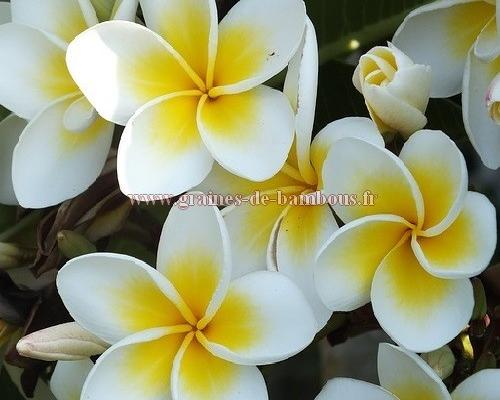 Fleurs de plumeria