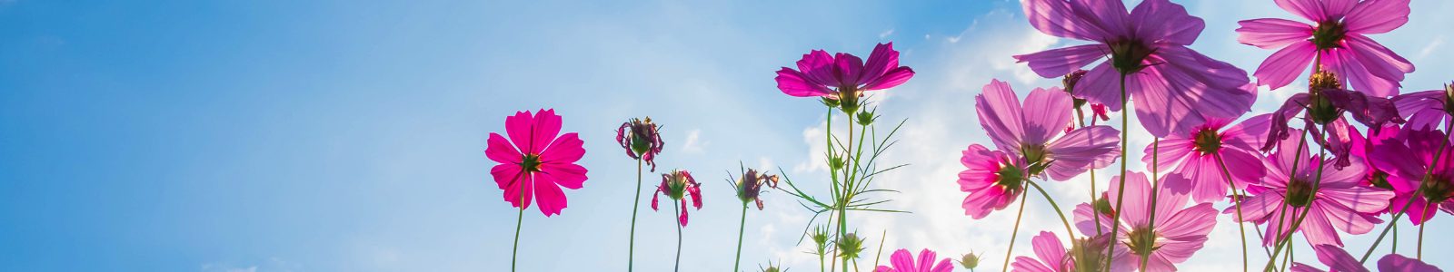 FLEURS