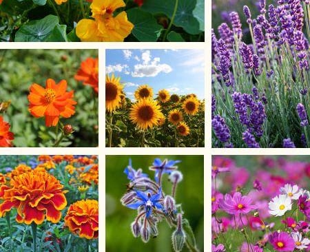 Fleurs melliferes pour potager