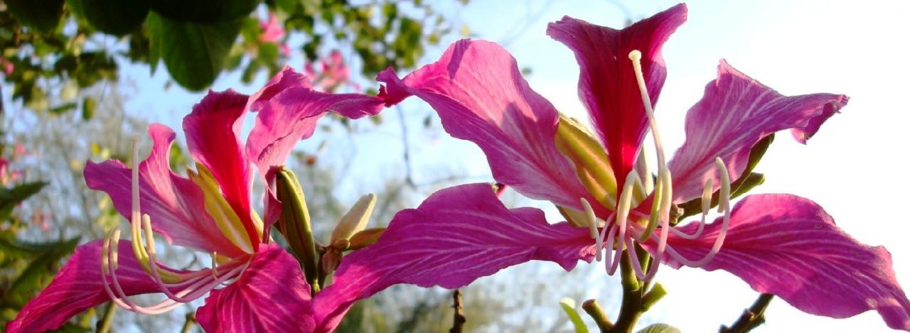 fleurs-site-3.jpg