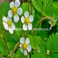 fraises-des-bois-fleurs-www-graines-de-bambous-fr.jpg