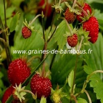 fraises-des-bois-fraisiers-www-graines-de-bambous-fr.jpg