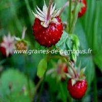 fraises-des-bois-www-graines-de-bambous-fr-1.jpg