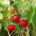Fraisier des bois www graines de bambous fr