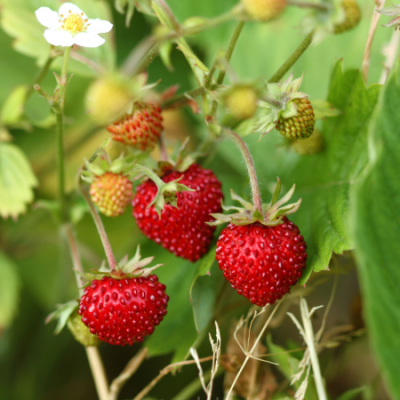 Fraisier des bois www graines de bambous fr