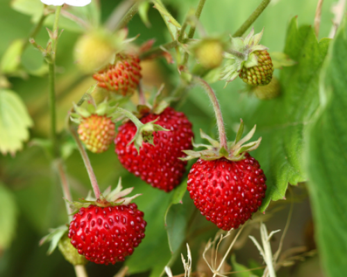 Fraisier des bois www graines de bambous fr