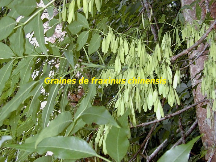 Fraxinus chinensis attribution image forest et kim starr 1