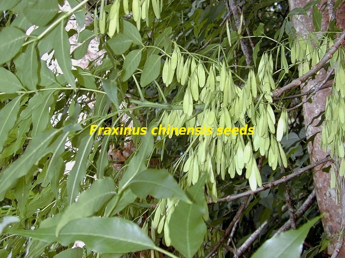 Fraxinus chinensis attribution image forest et kim starr 2