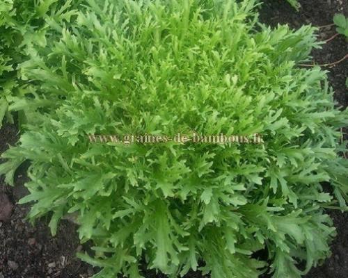 Frisee de meaux scarole sur graines de bambous fr