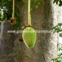 Fruit baobab adansonia digitata