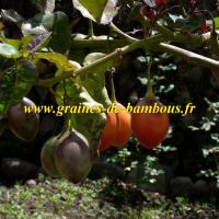 Fruit tamarillo arbre arbol graines de bambous fr