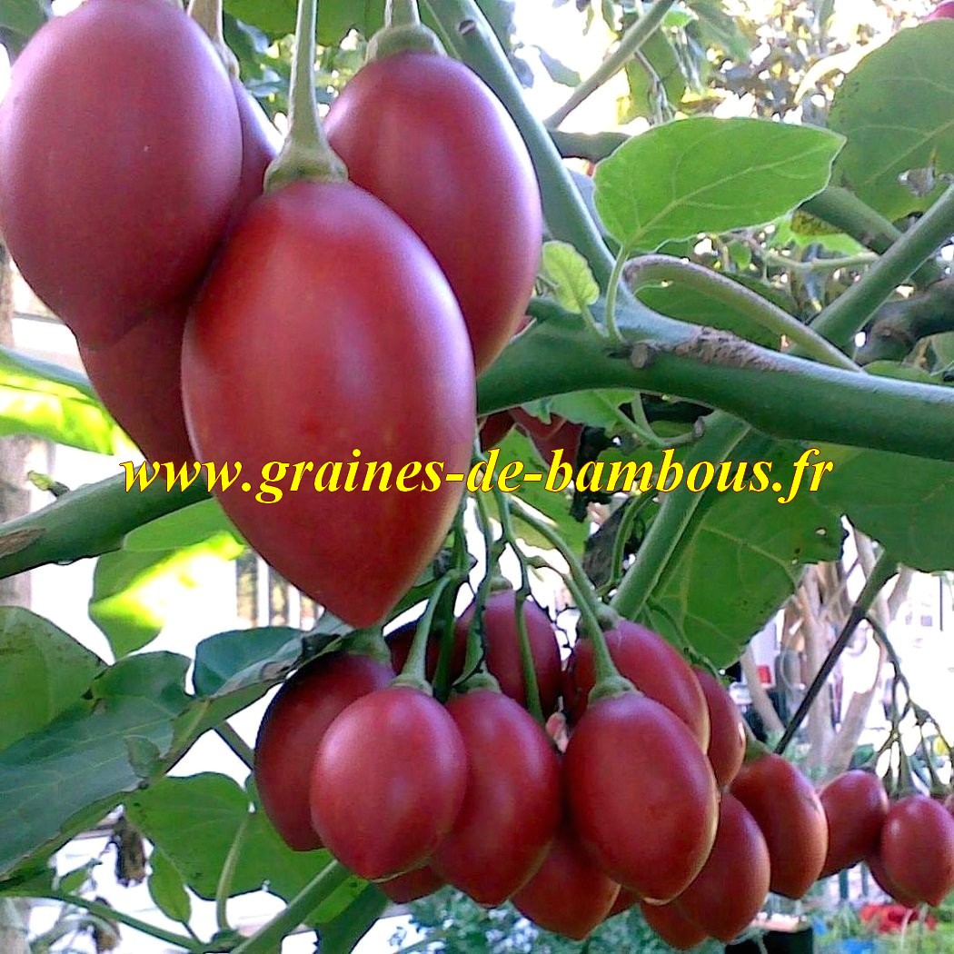 Fruit tomate arbol graines