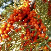 Fruits de l argousier