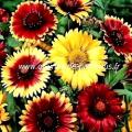 Gaillarde fleur couleur variee