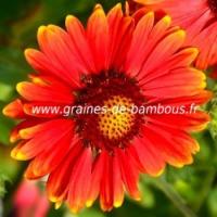 Gaillarde fleur