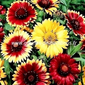 Semences de Gaillarde vivace à fleur de couleur variée