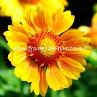 Gaillarde