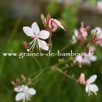 Gaura blanc graines de bambous fr