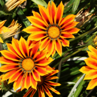 Gazania graines de bambous fr 1 