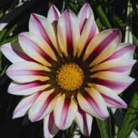 Gazania graines de bambous fr