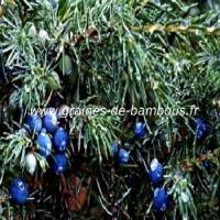 genevrier-a-baies-comestibles-juniperis-communis-www-graines-de-bambous-fr.jpg