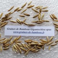 Gigantochloa apus graines