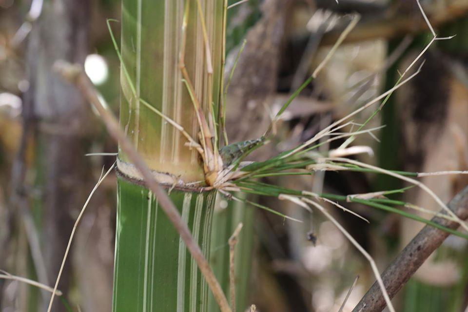 Gigantochloa bicolor graines de bambous fr