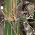 Gigantochloa bicolor graines de bambous fr