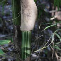 Gigantochloa bicolor