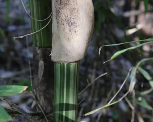 Gigantochloa bicolor