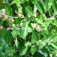 ginseng-indien-withania-somnifera-www-graines-de-bambous-fr-1.jpg