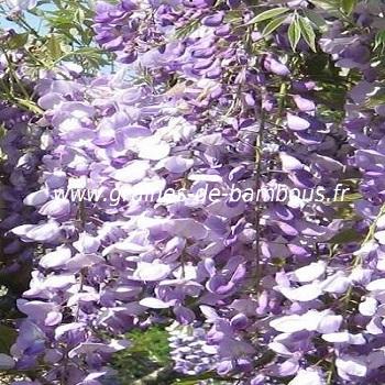 glycine-de-chine-bleue-wisteria-sinensis-www-graines-de-bambous-fr.jpg