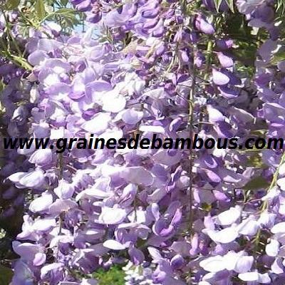 glycine-de-chine-bleue-www-grainesdebambous-com-2.jpg