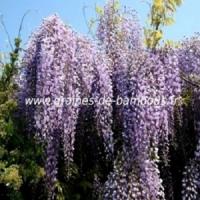 Glycine du japon wisteria floribunda