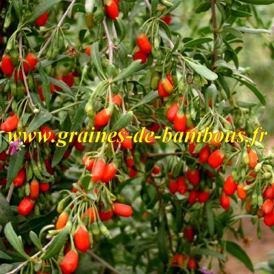 Goji graines de bambous fr