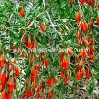 goji-lycium-barbarum-fruit-www-graines-de-bambous-fr.jpg