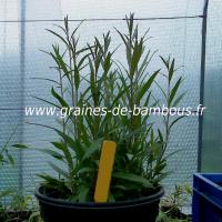 goji-lycium-barbarum-petits-plants-www-graines-de-bambous-fr.jpg