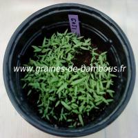 goji-lycium-barbarum-semis-www-graines-de-bambous-fr.jpg