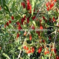 goji-lycium-barbarum-www-graines-de-bambous-fr.jpg