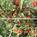 goji-lycium-barbarum-www.jpg