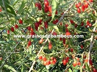 goji-lycium-barbarum-www.jpg