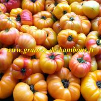 Gold medal graines de tomate