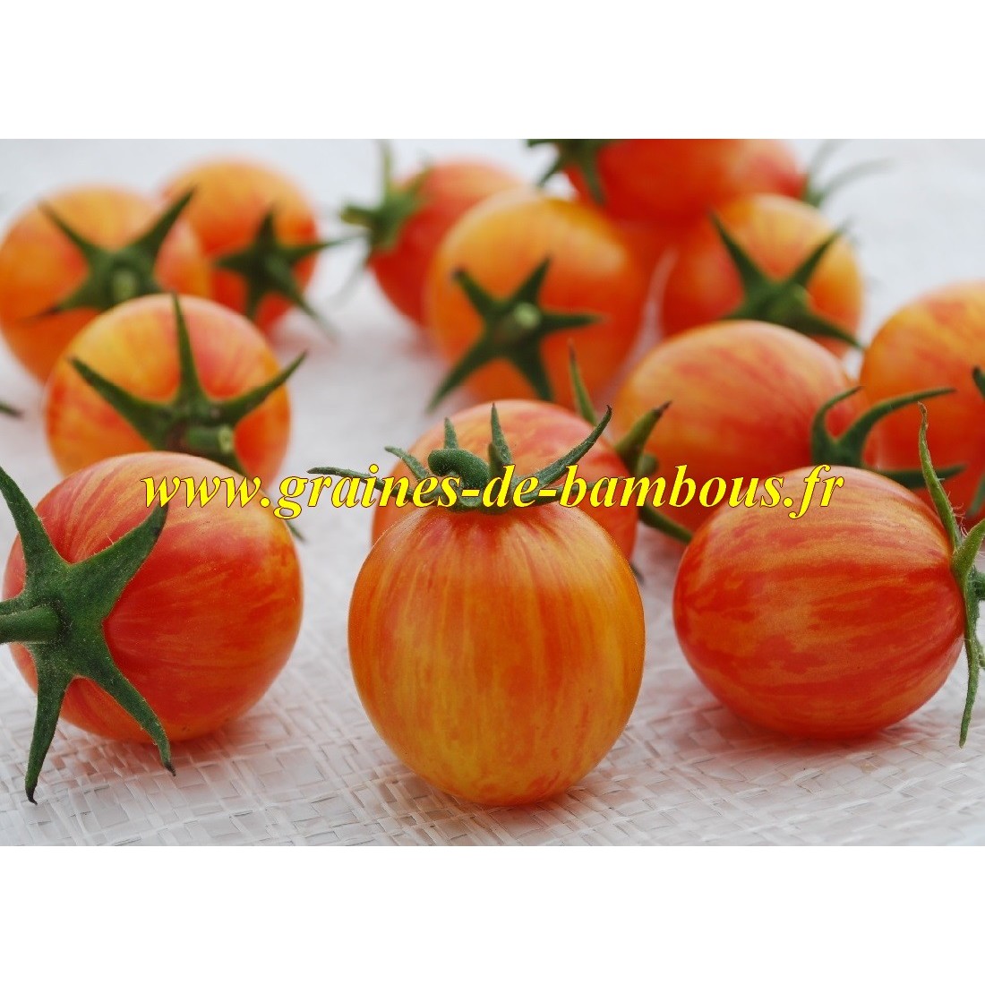 Golden bumble bee graines de tomates