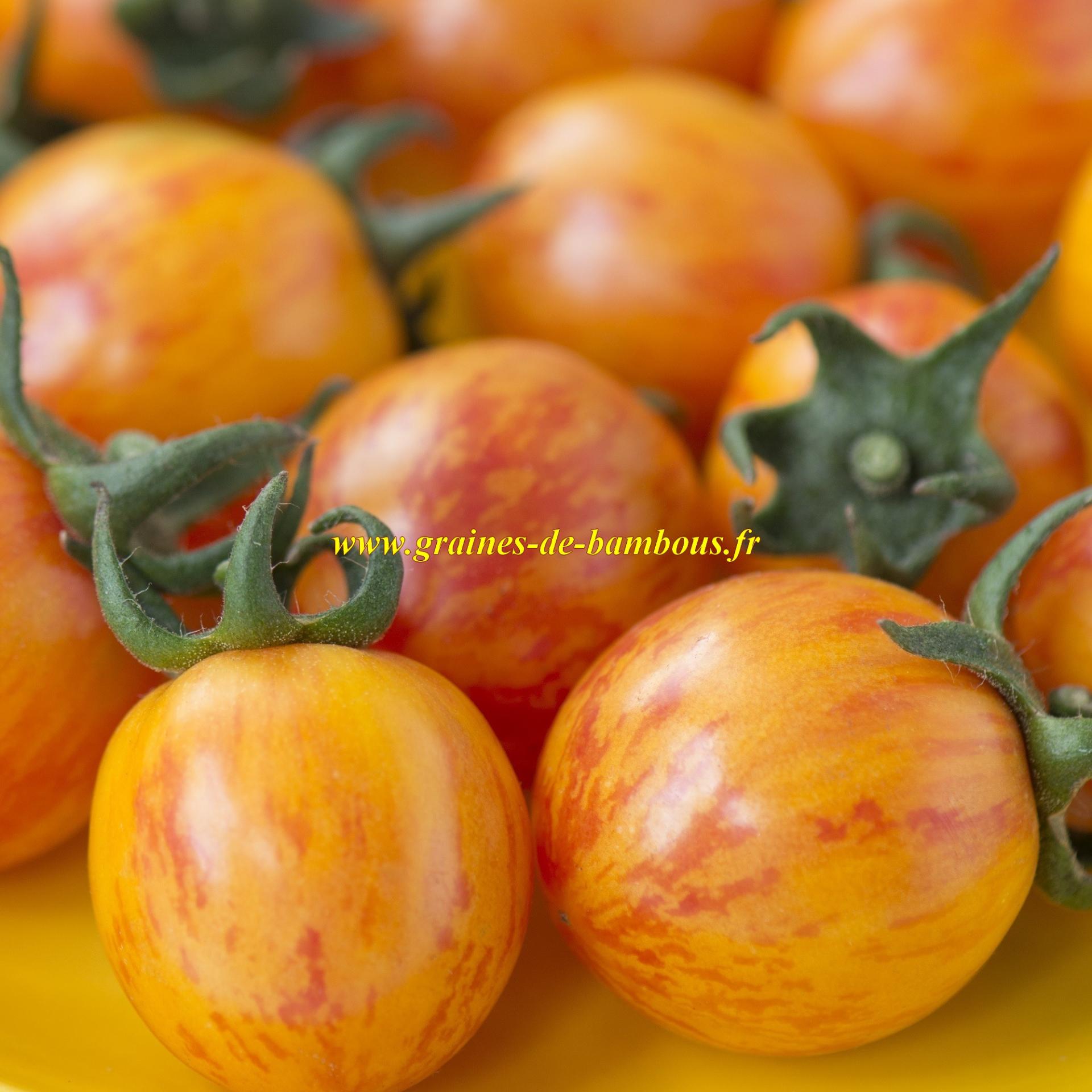 Golden bumble bee tomato