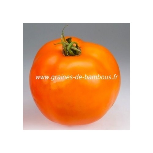 Golden sunray graines de tomate