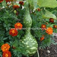 Gourde calebasse birdhouse lagenaria siceraria portulaca grandiflora www graines de bambous fr 1 
