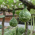Gourde calebasse birdhouse lagenaria siceraria portulaca grandiflora www graines de bambous fr
