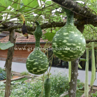 Gourde calebasse birdhouse lagenaria siceraria portulaca grandiflora www graines de bambous fr
